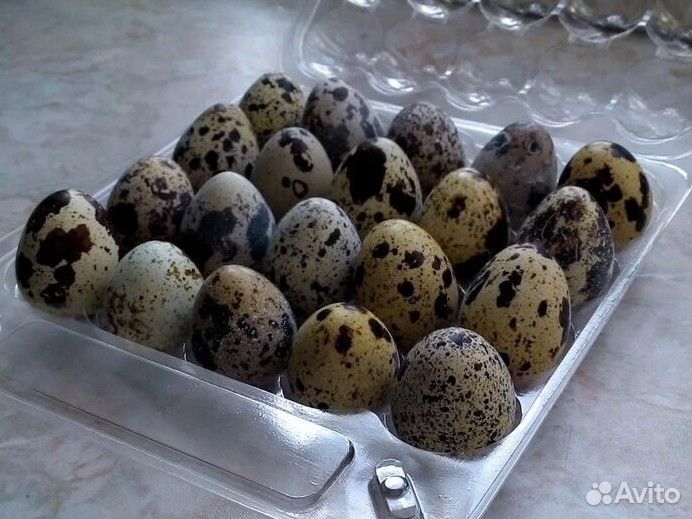 Яйца перепелиные домашние