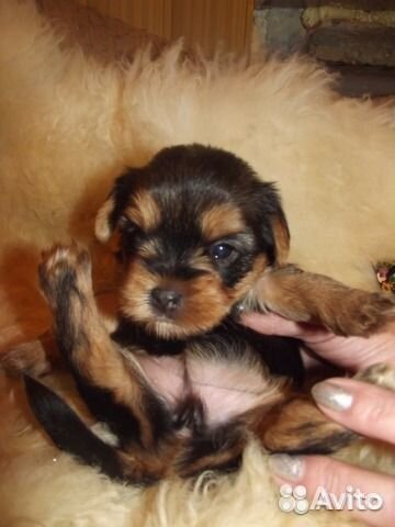 Йорки,док.ркф,клеймом,Казань