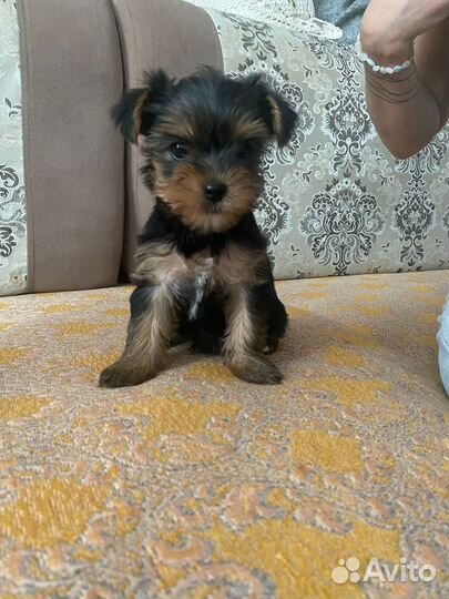 Йоркширский терьер, щенки стандарт