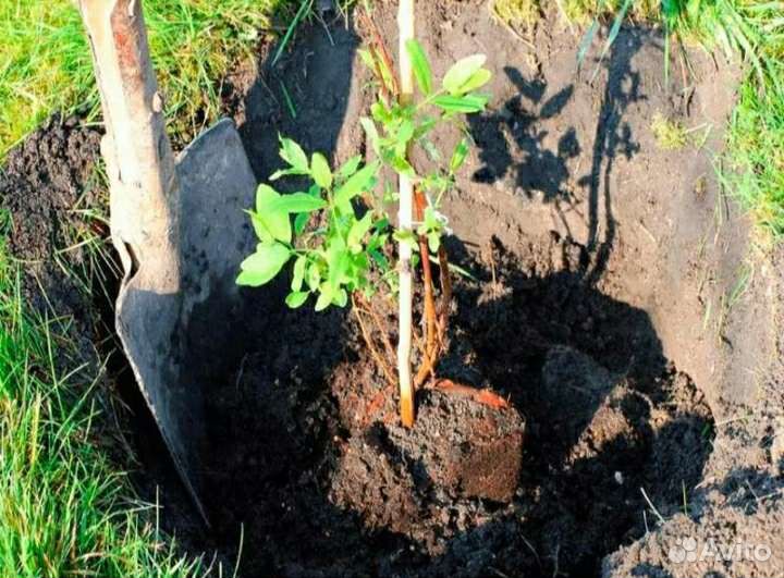 Жимолость саженцы