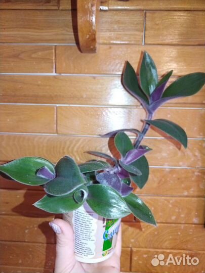 Традесканция