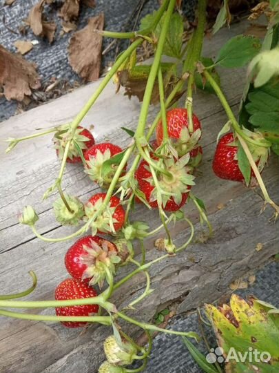 Клубника сорт Лорд морозостойкая