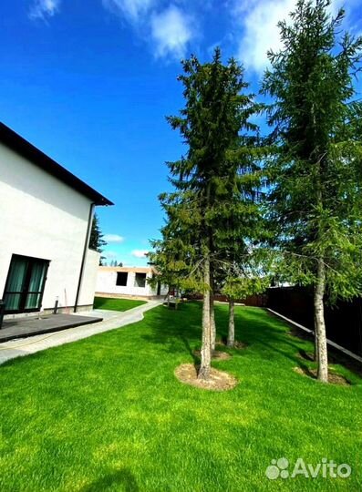 Рулонный газон