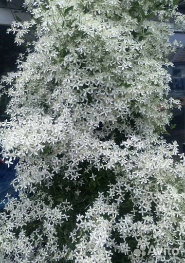 Саженцы клематиса белое облоко