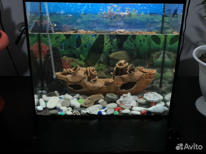 Аквариум с рыбками