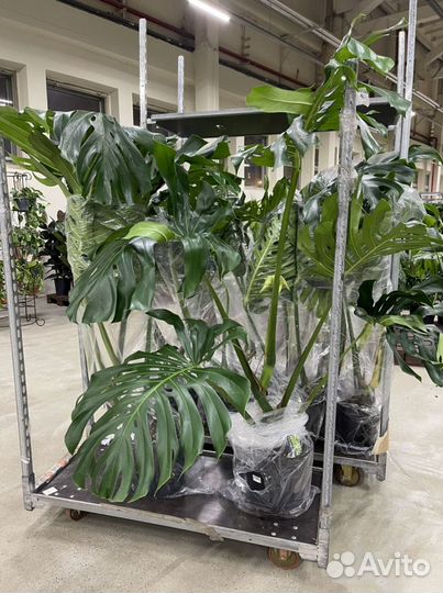 Монстера 30d 140cm