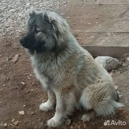 Собачья шерсть 700 г