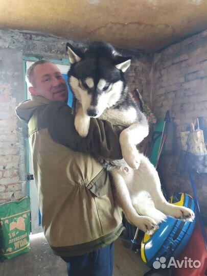 Домашние животные собаки