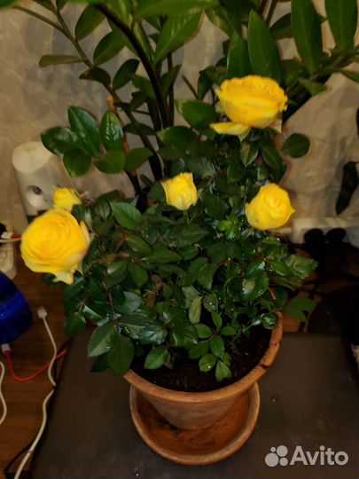 Роза кардана