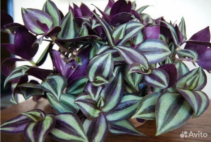 Сциндапсус, традесканция и Hedera Helix (плющ)