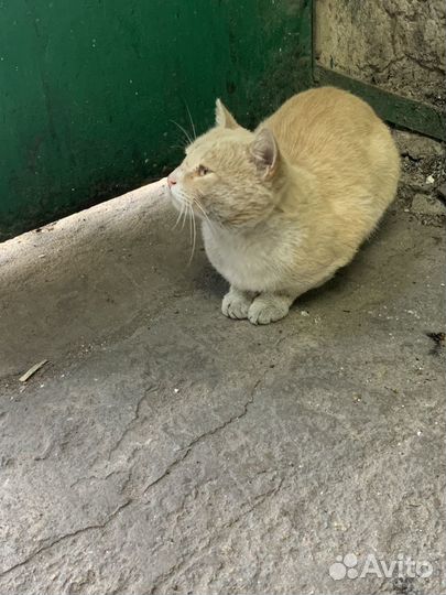 Кот Персик ищет дом