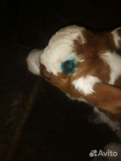 Обезроживание и кастрация