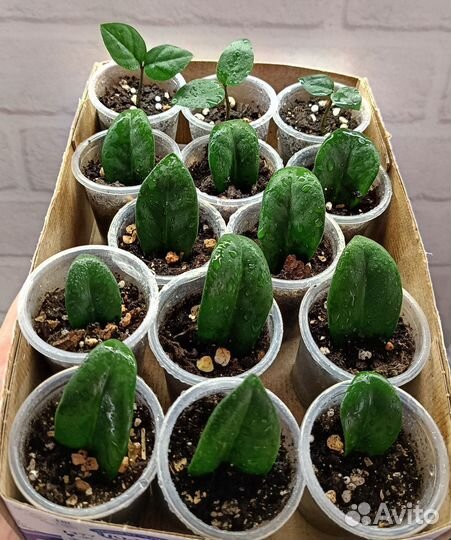 Замиокулькас