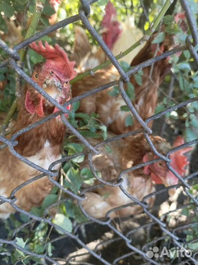 Продам мясо фасовочное хыххе