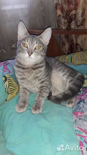 Кошка в дар бесплатно