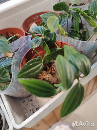 Пеперомия Ангулата Страйб