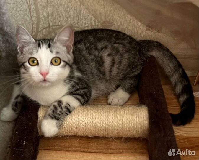 Кошка в дар бесплатно