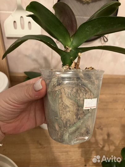 Орхидея фаленопсис I-Hsin Cherry Bomb