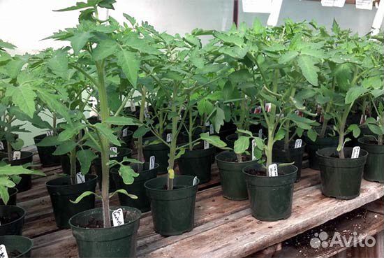 Рассада помидор