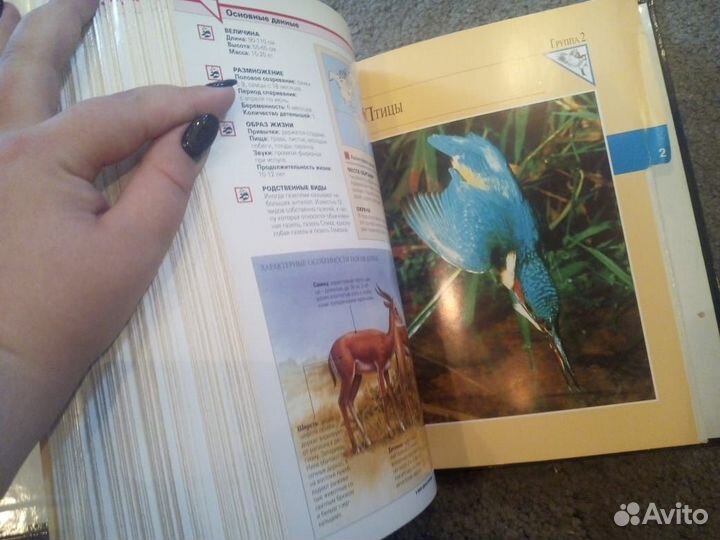 Карточки в мире дикой природы