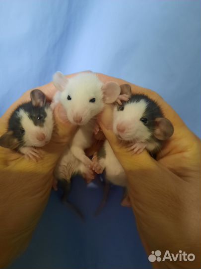 Крыса, малыши крысята Дамбо, Хаски