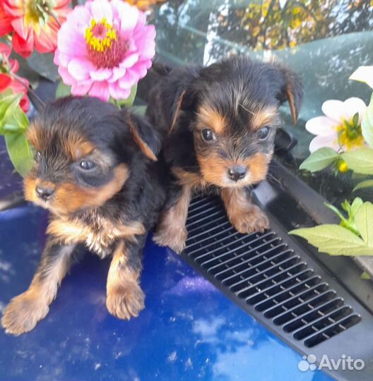 Мальчики йорки