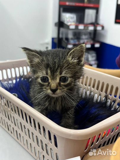 Бездомный котёнок