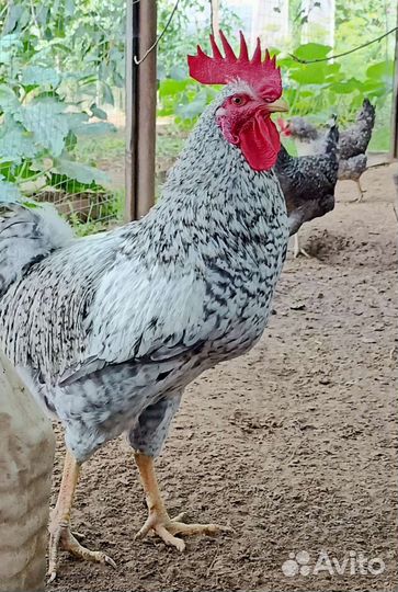 Борковская барвистая семья, молодые петушки