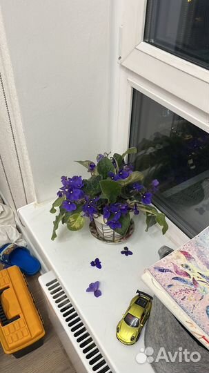 Цветы в горшках