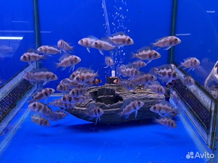 Фронтоза блю заир,черная вдова