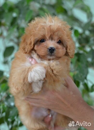 Мальтипу микро,мини, стандарт