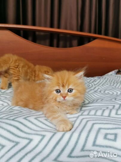 Хайленд фолд