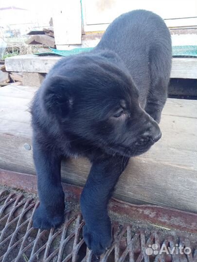 Щенки сао алабай