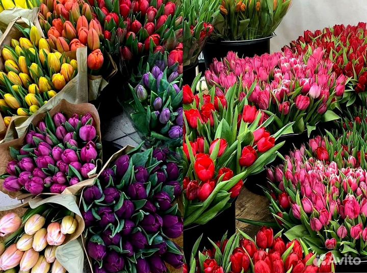 Тюльпаны опт