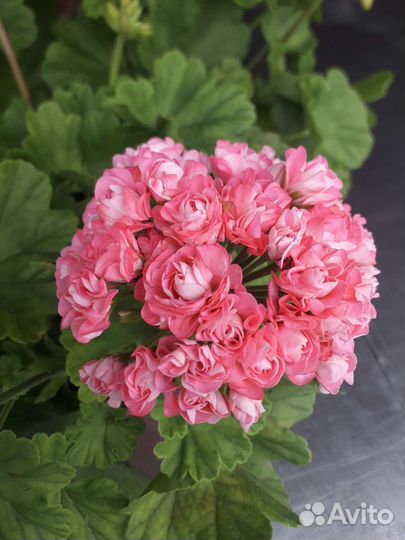 Пеларгония Australian pink rosebud, Swanland Pink