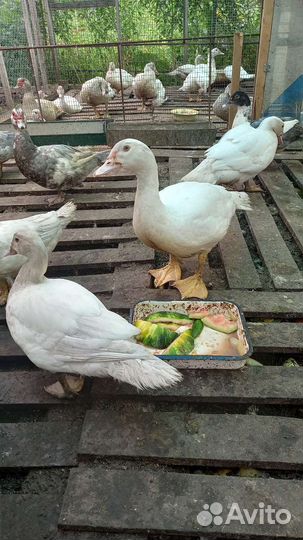 Индоутки на племя