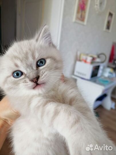 Котенок 1 месяц