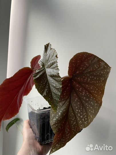 Бегония королевская