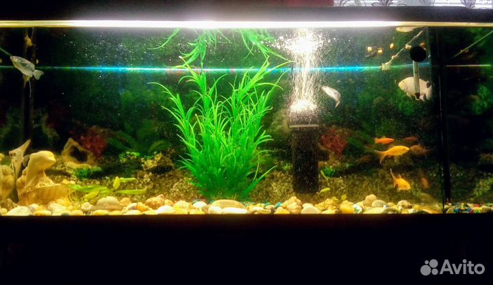 Аквариум 260