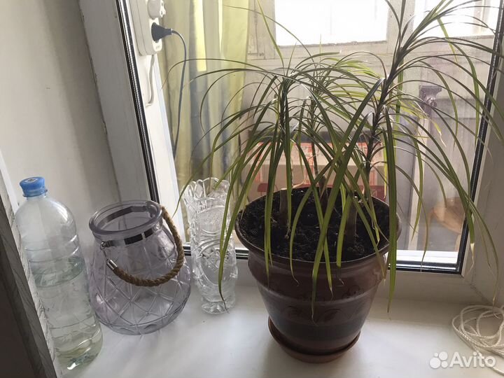 Драцена.Кашпо,горшки для цветов