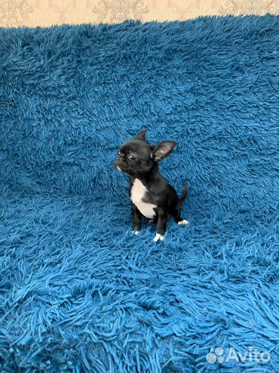 Черная девочка чихуахуа