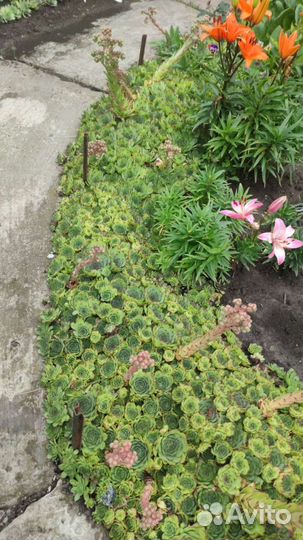 Суккулента эхеверия изящная. Дикая роза