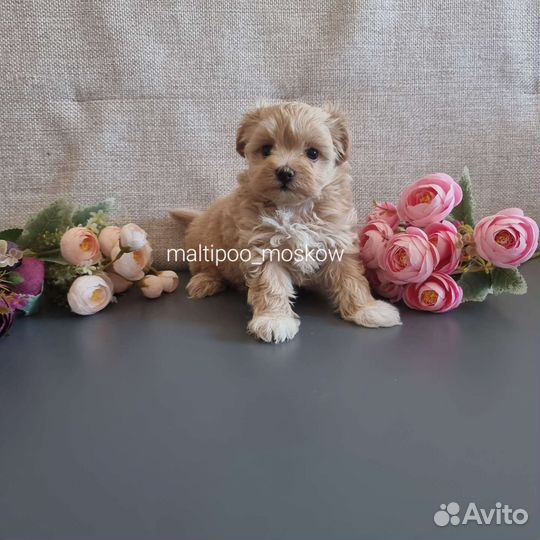 Мальтипу мини