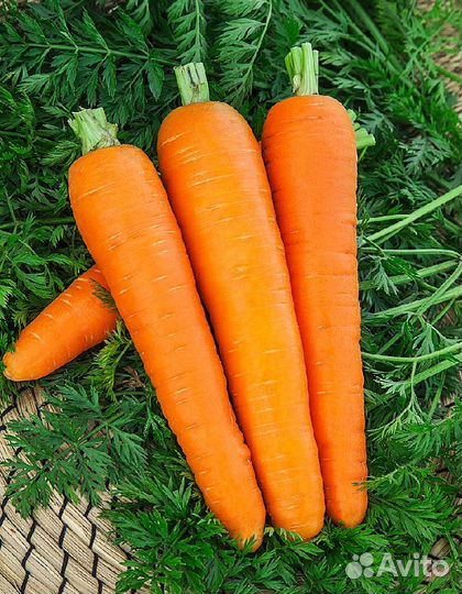 Морковь Роте Ризен 2 гр цв.п