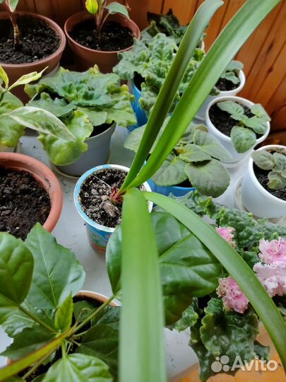 Гиппиаструм - Кливия