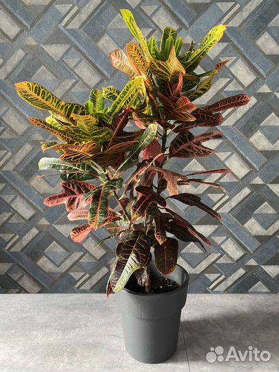 Кротон (кодиеум) экселент