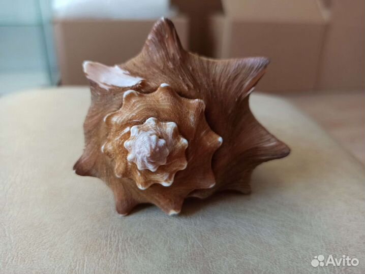 Морская раковина