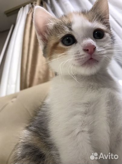 Котята в добрые руки даром