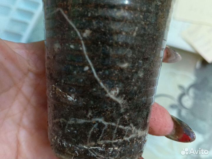 Герань пеларгония