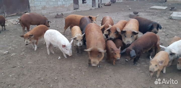 Продам свиней поросят